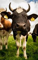 Image result for Cow Soon Meme