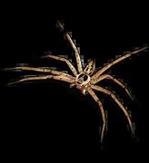 Image result for Largest Spider Ever Recorded