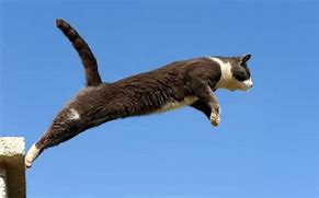 Image result for cats jump higher