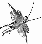 Image result for Cricket Insect in Tagalog