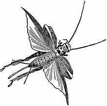 Image result for Brush Cricket Insect