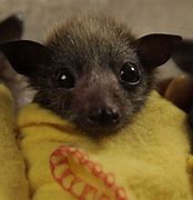 Image result for Baby Bats Pup