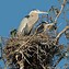 Image result for Biggest Bird Nest