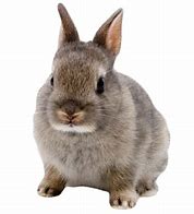 Image result for Bunny Face Emoji