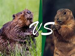 Image result for WoodChuck vs Groundhog