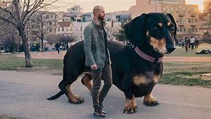 Image result for Funny Big Dogs