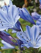Image result for AGAPANTHUS PINOCCHIO