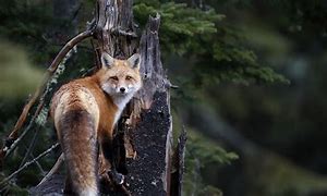 Image result for Fox in Forest iPhone Wallpaper