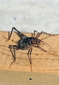 Image result for Cricket Thief Spider