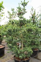 Image result for Pinus parviflora Glauca