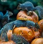 Image result for Halloween Funny Photography