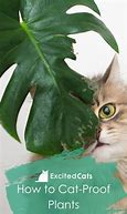 Image result for Cat Eeking through Plant Leaves