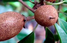 Image result for chicozapote