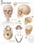 Image result for Human Head Skull