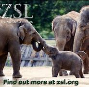 Image result for co_to_znaczy_zoological_society_of_london