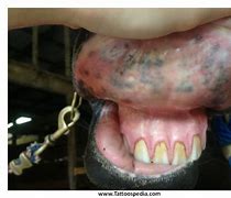 Image result for Horse Lip Tattoo