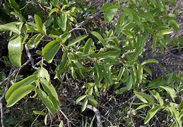 Image result for Psidium Myrtoides