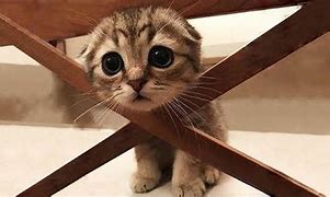 Image result for OMG That Is Cute