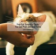 Image result for Sympathy Cat Meme