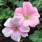 Image result for Geranium oxonianum Delabroye