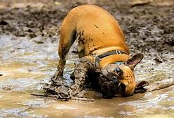 Image result for Canine Mud Run