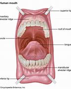 Image result for alveolar