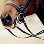 Image result for Horse Jumping Bridle