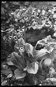 Résultat d’images pour Primula auricula Celtic King