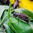 Image result for Different Types of Crickets