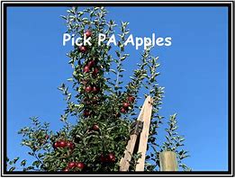 Image result for All Apple Varieties