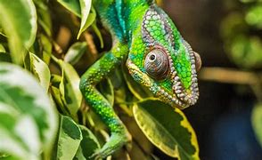 Image result for Caméléon