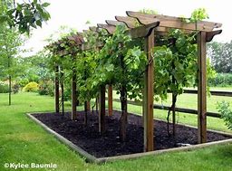 Image result for Backyard Grape Vine Trellis