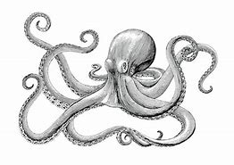 Image result for Old Octopus Drawing