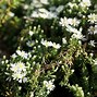 Image result for Aster ericoides (Prostrate Form) Snowflurry