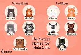 Image result for Best Male Cat Names