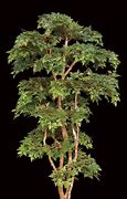 Image result for aralia