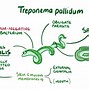 Image result for Tertiary Syphilis Symptoms