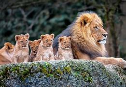 Image result for Zoo Animals White Background