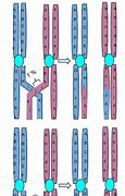 Image result for Cov Crossing Over Chromosomes Formula