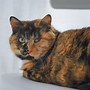 Image result for Unique Calico Cat