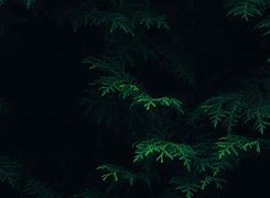 Image result for iPhone 13 Wallpaper Green/Dark