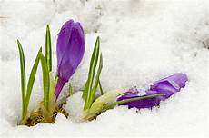 fiori a palla viola palla viola dei fiori della primavera e di cristallo fiori a palla viola palla viola dei fiori della primavera e di cristallo