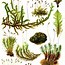 Image result for Bog Moss Drawing