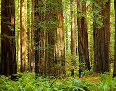 Image result for Humboldt Redwoods