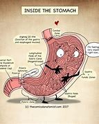 Image result for Inside Tummy