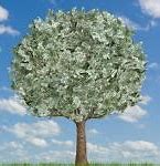 Image result for Money Tree Meme