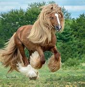 Image result for Gypsy Vanner Draft Horse