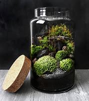 Image result for Live Moss Terrarium