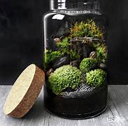 Image result for Live Moss Terrarium