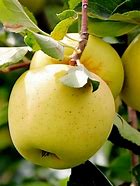 Image result for Golden Deliscious Apple Tree